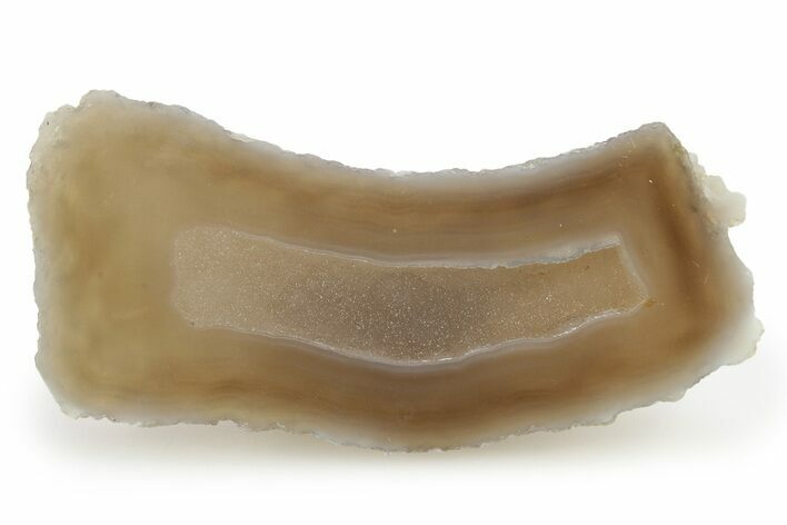 Sparkling Agatized Fossil Coral Geode - Florida #256475